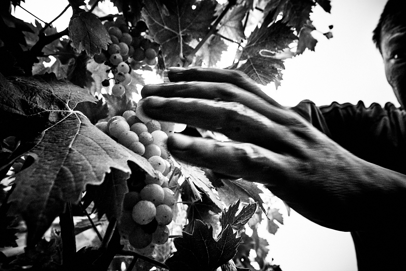 Alessandro Puccinelli's Photographic Celebration of The Harvest
