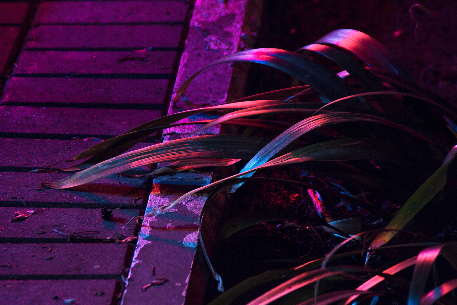 Digital Photography: Neon Night Series by Local Preacher Digital Photography: Neon Night Series by Local Preacher
