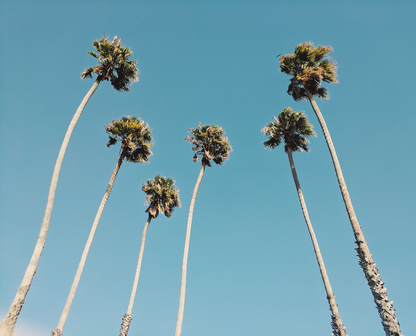 Wallpaper of the Week - California Palm Trees
