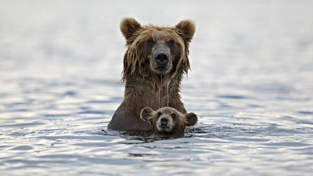 Adorable Bear Photography