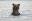 Adorable Bear Photography Adorable Bear Photography