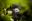 Extraordinary Gorilla Photography Extraordinary Gorilla Photography