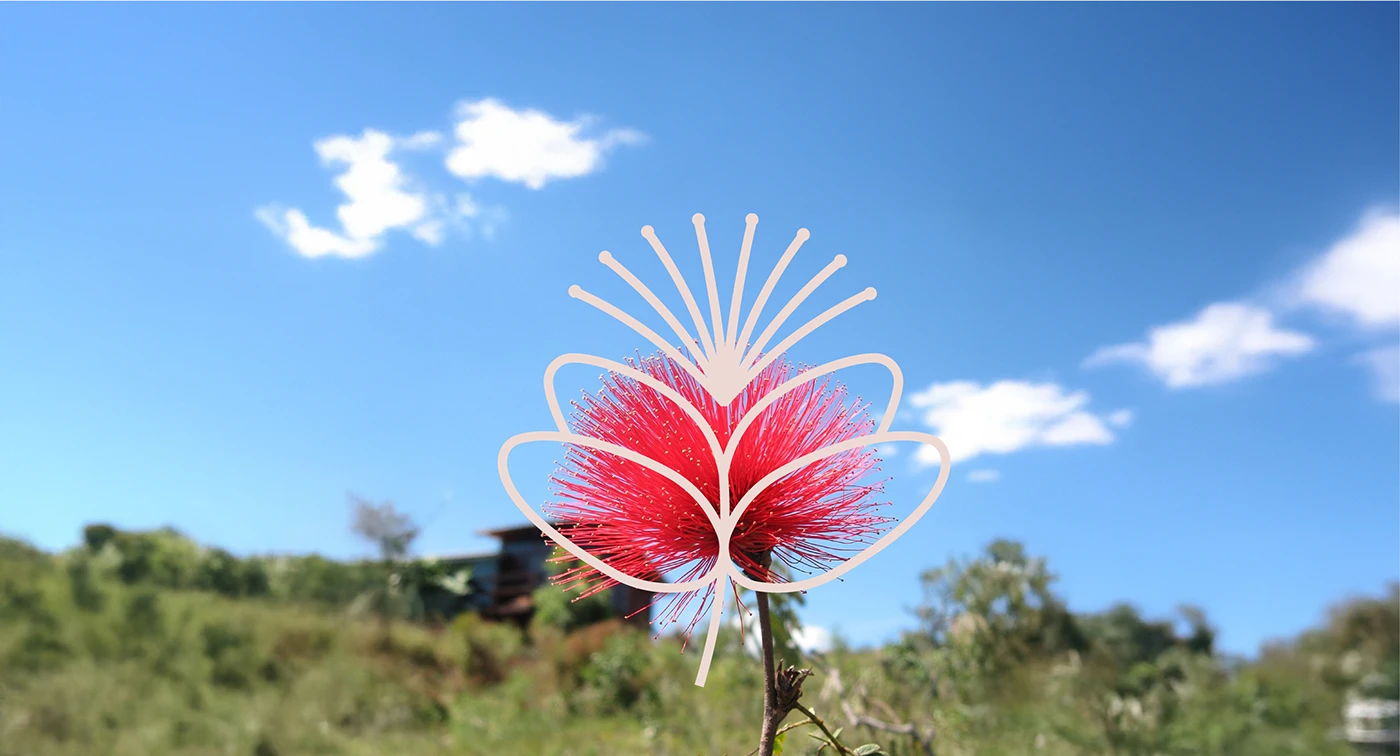 Variaciones del logotipo de identidad de Calliandra Cerrado y aplicaciones del sistema de marca