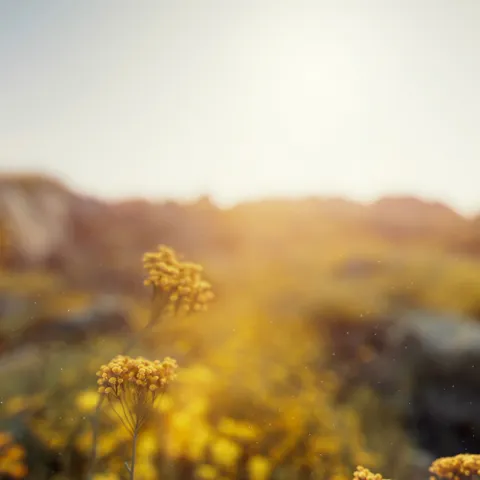 3D and motion design for L`Occitane Immortelle Divine