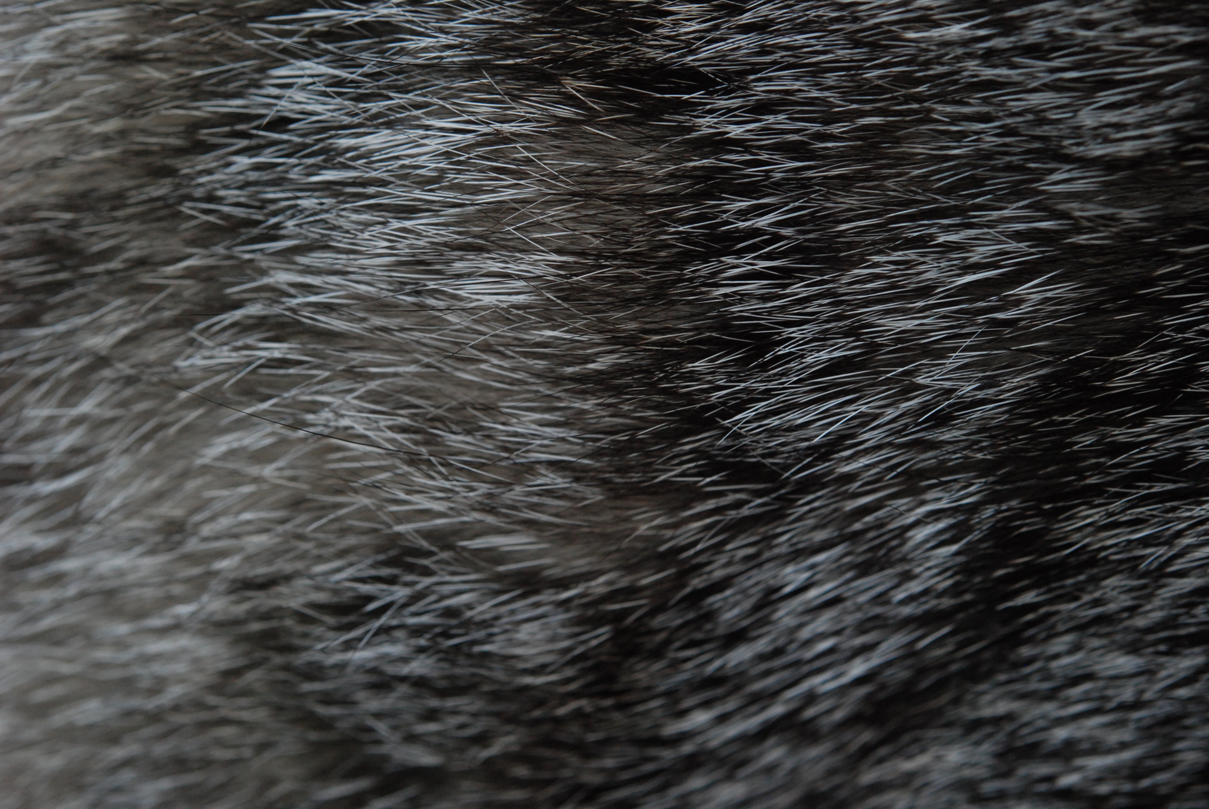 Фотошоп шерсть. Текстура шерсти. Кошачья шерсть. Шкура текстура. Шерсть волка.