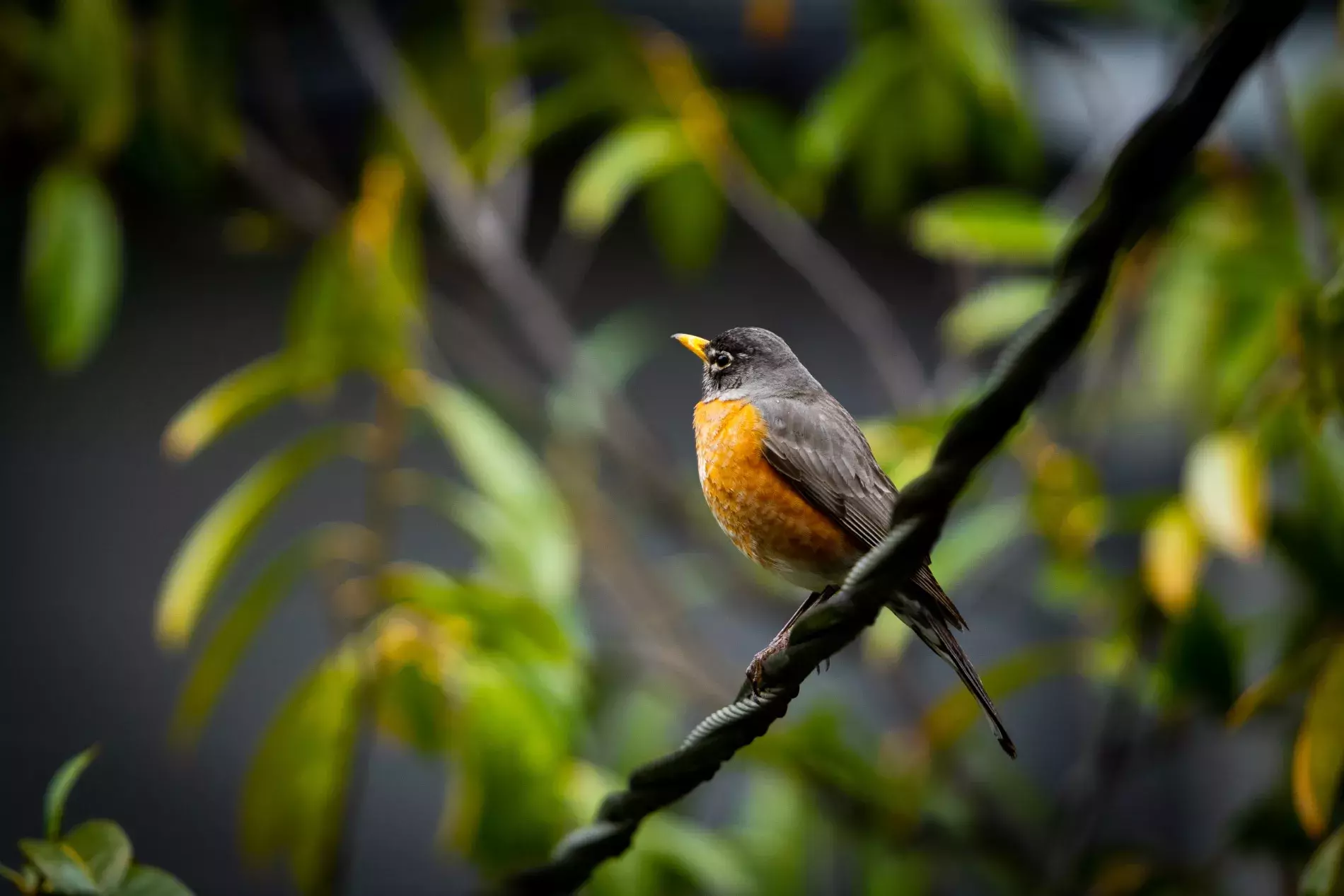 Birds of Oakland Photography