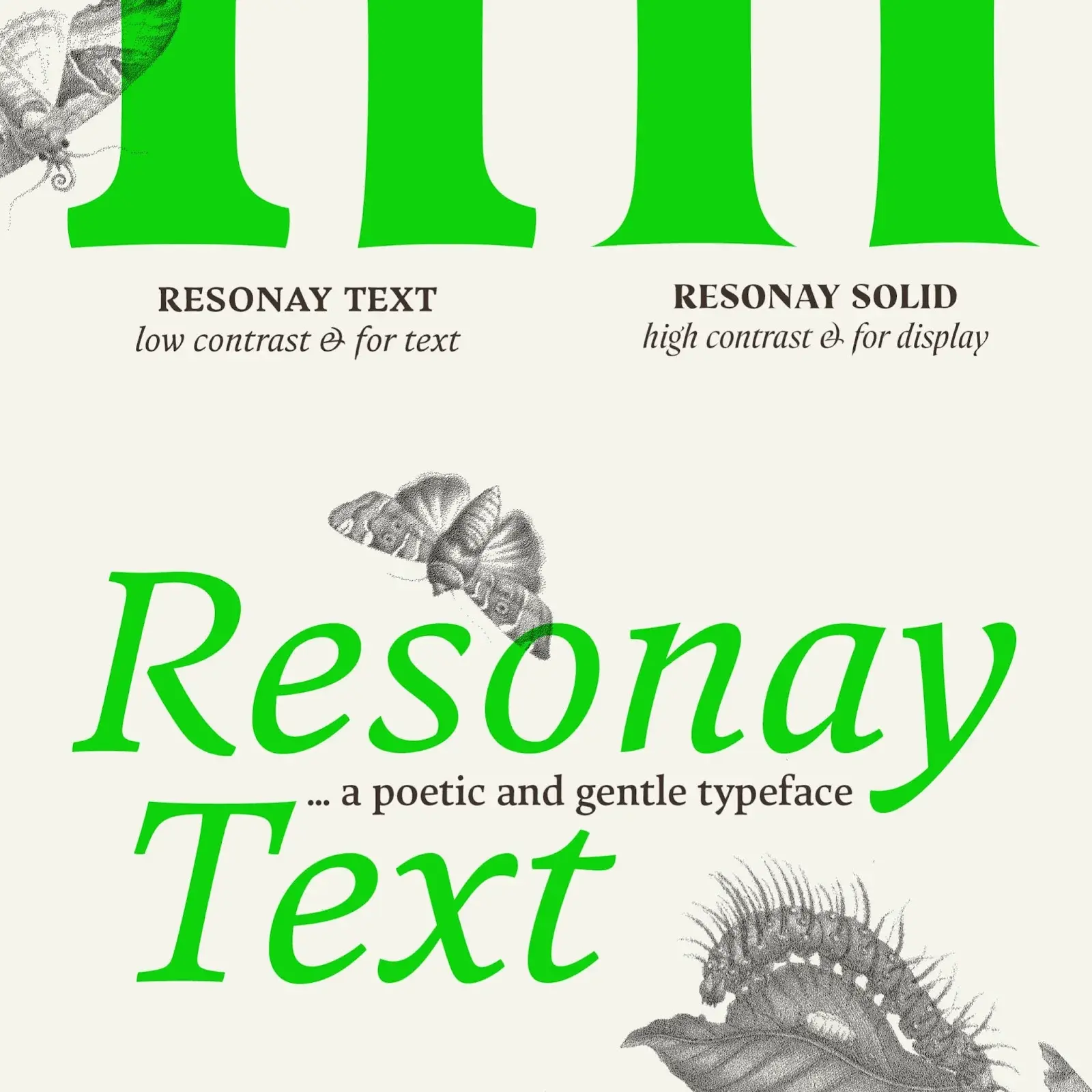 Resonay Text: Elevating Typography with Elegance