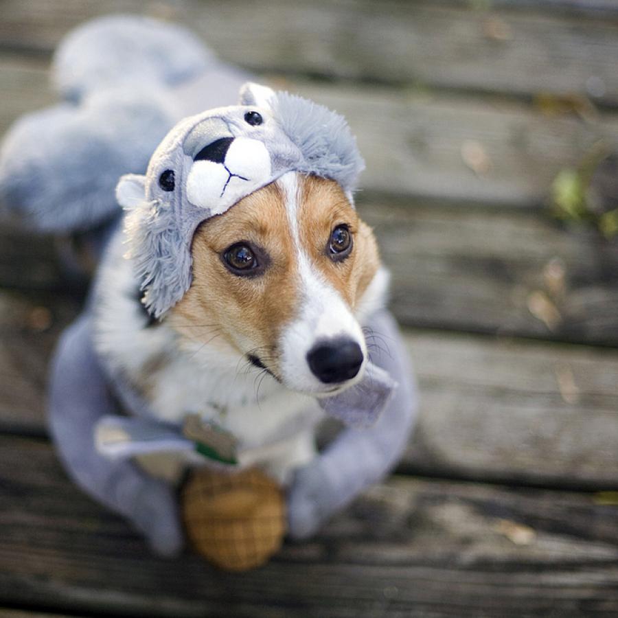 Fun Dogs in Halloween Costumes