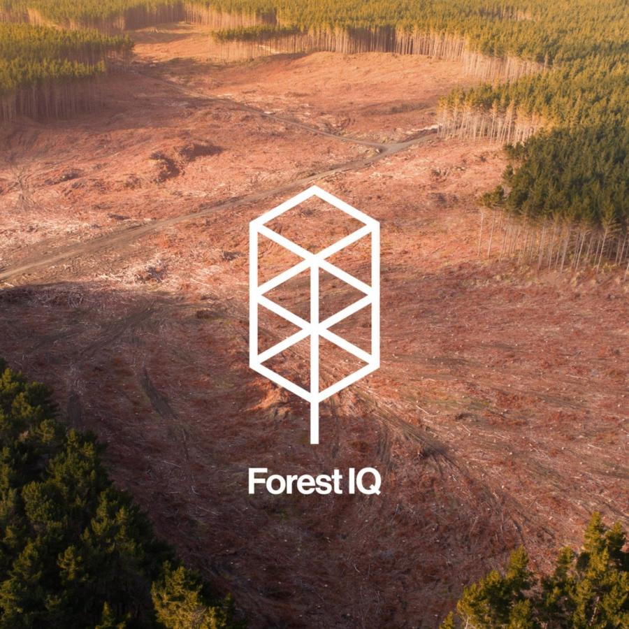 Forest IQ clever branding and visual identity