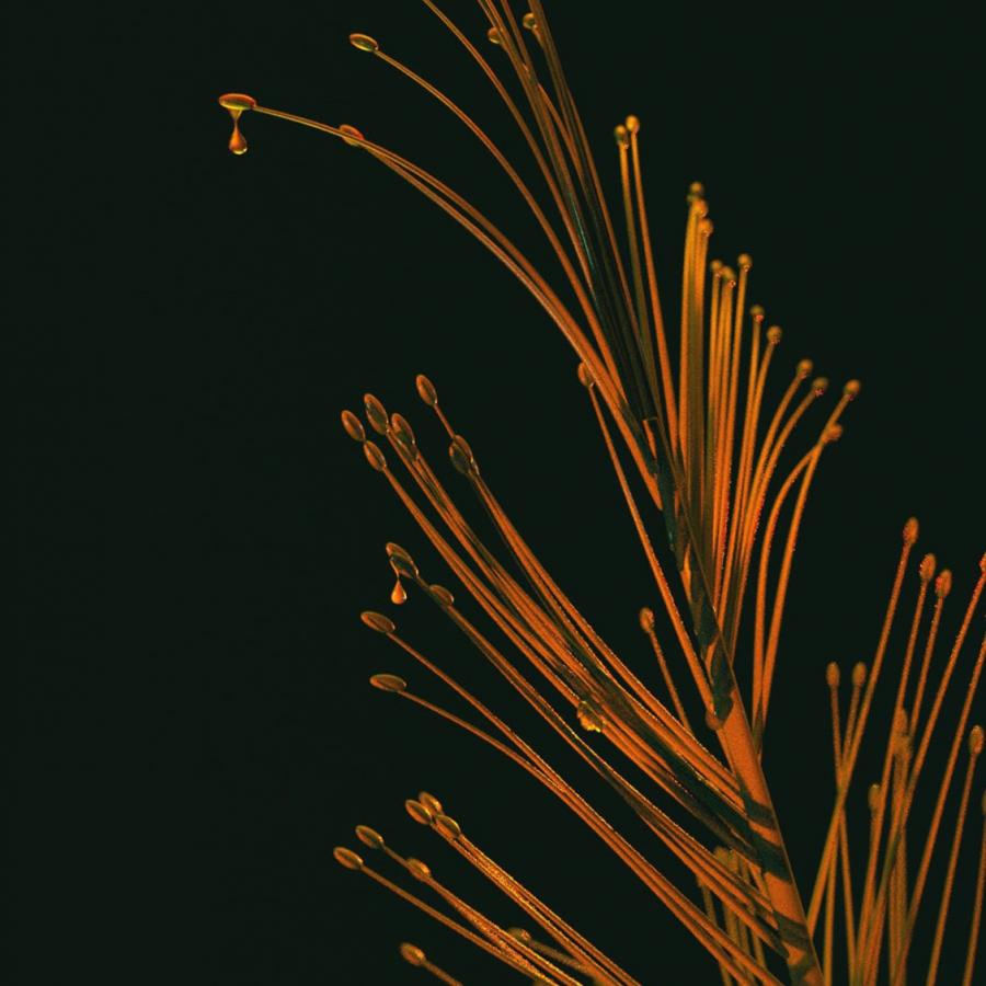 Motion Design Spotlight - Felipe Mahalem