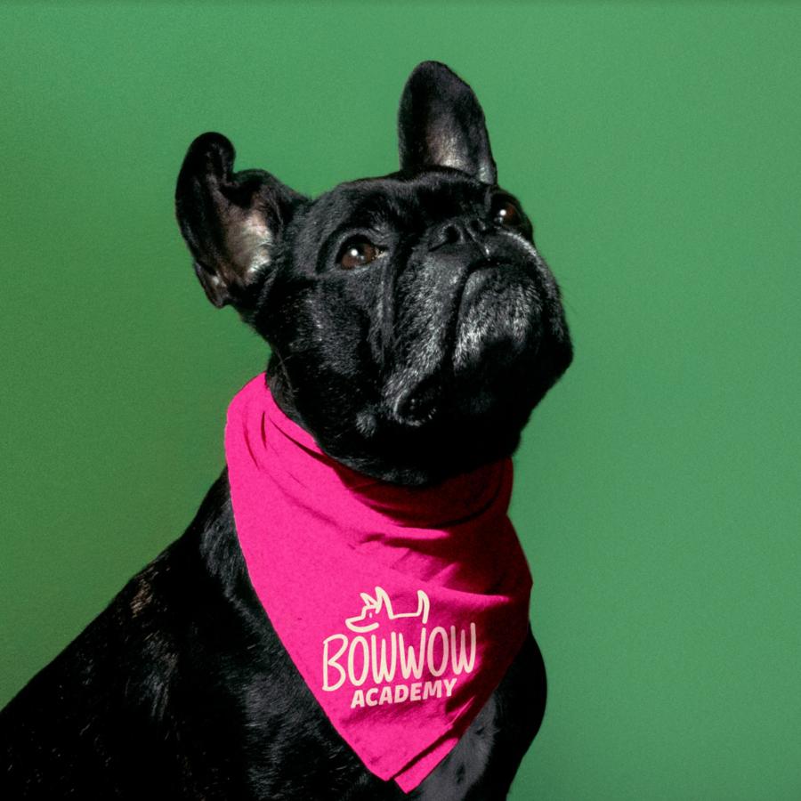 New brand for Bow Wow Academy, renowned dog training school