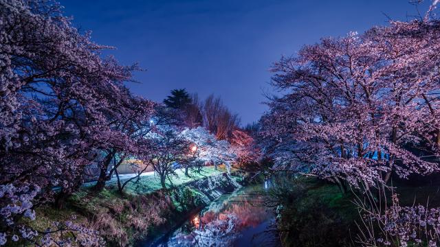 Cherry Blossoms Series with Kenichi Ueno