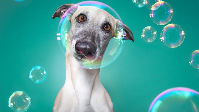Delightful Pet Portraitures that will brighten your day