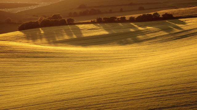 Wheat Fields Photography