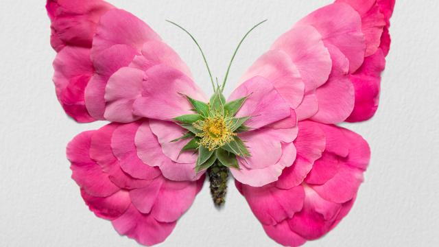 Natura Insects Series6: Crafting insects made by flowers