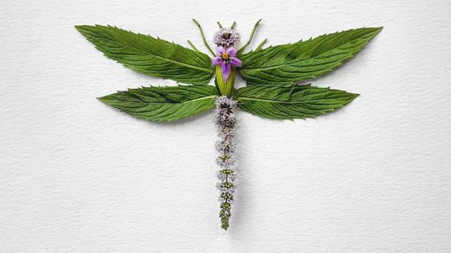 Natura Insects: A series of Insects made of Flowers