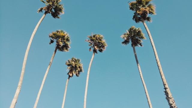 Wallpaper of the Week - California Palm Trees