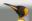 Extraordinary Penguins Photography Extraordinary Penguins Photography