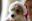 Cute Christmas Pets Photography Cute Christmas Pets Photography