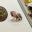 Mini Paintings by Lorraine Loots Mini Paintings by Lorraine Loots
